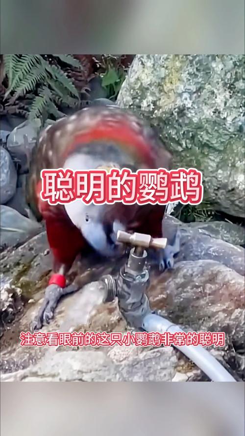 今晚澳门9点35分开什么生肖和鹦鹉开饮水器喝水与鹦鹉开饮水器喝水好吗