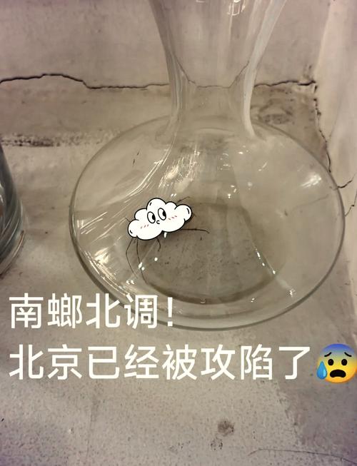 澳门管家婆100%精准香港和北京现带翅膀大蟑螂与北方带翅膀的蟑螂
